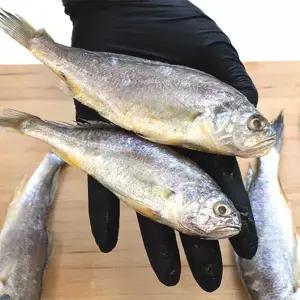 국내산 참조기 500g 국내산참조기 쫀득한조시 조기선물세트 실속조기세