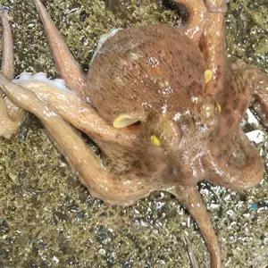 활 돌문어 1kg (1-3미) 활돌문어 문어 남해안돌문어 싱싱한돌문어