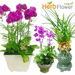 황금세일동양란 서양난 철골 호접란 승진 개업꽃배달