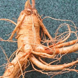 (콩난발+5년난발+6년난발+특난발+왕난발/옵션선택) 6년근(750g)금산인삼 미삼 덤 드립니다