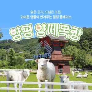 [경기] 양평 양떼목장