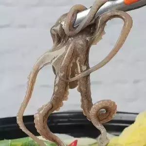 수락수산 뻘에서 잡은 목포 산낙지(소)5미(미당60~80g내외)