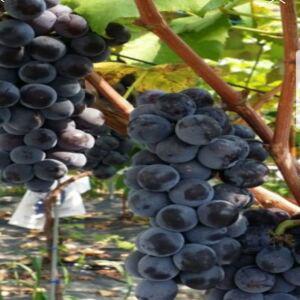 포도나무묘목 삽목1년생 캠벨, MBA(머루포도)