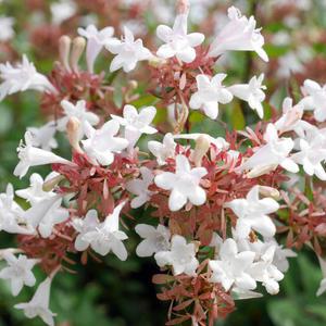 꽃댕강나무 묘목 H60cm내외 분묘5개