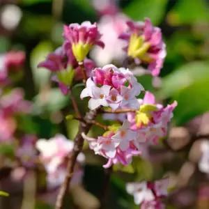 [충북농원] 천리향나무 서향나무 묘목 - 포트묘