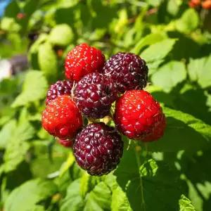 [충북농원] 복분자나무 묘목 - 삽목 1년생 (5주 1묶음)