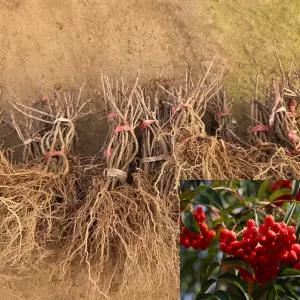 마가목나무 (실생1년생) 마가목묘목 특용수 약용수