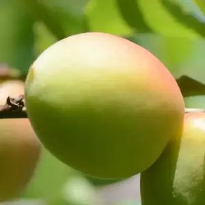 [충북농원] 화양실 (홍매실) 매실나무 결실주 묘목 - R/분묘