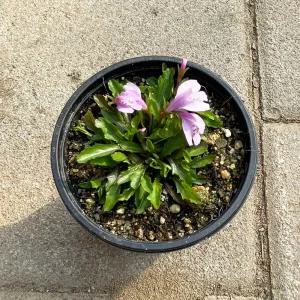 누운주름잎 모종, 분홍 10cm포트 5개/야생화/지피식물