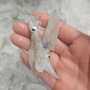 산지직송 활 호래기 자연산 횟감용 꼴뚜기 1kg 1세트