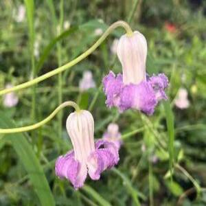 벨타입 클레마티스 라스트위스퍼 P9 포트묘 신품종 으아리 넝쿨식물 야생화