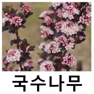 자엽국수나무 묘목 타이니와인 삽목2년 포트묘