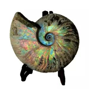 암모나이트 화석 교구 제이와이220 표본 관찰 수집품 고생물