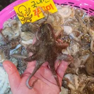태안 여수 활 쭈꾸미 1kg 7-15미 중 자연산쭈꾸미 태안쭈꾸미 안면도쭈꾸미 생쭈꾸미