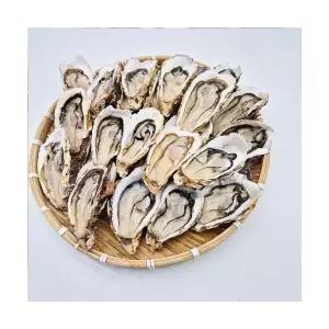 국내산 통영 생굴 제철 굴 하프셀 냉동굴 석화 하프셀 1박스