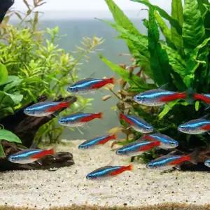 열대어 네온테트라 50마리 100마리 멋진 군영 물고기