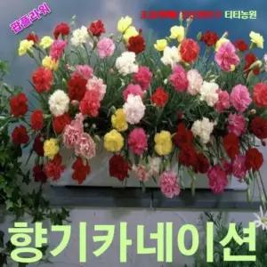 씨앗나라 향기카네이션-미니종 혼합 씨앗 10립