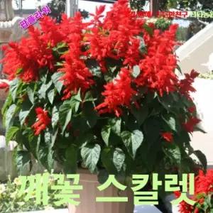 씨앗나라 깨꽃-(사루비아) 씨앗 15립