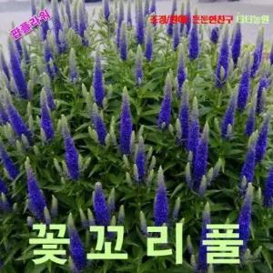 씨앗나라 (꽃꼬리풀) 베로니카 혼합 씨앗 25립
