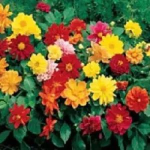 G 다알리아 휘가로 믹스 씨앗 20립