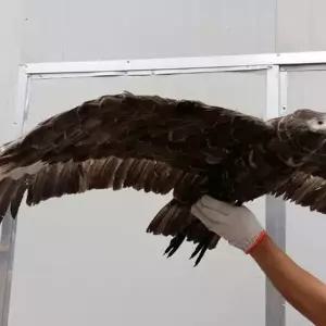 모형 모조 인형 독수리 날개 참새 흰색 비둘기 유해 퇴치 새 달린