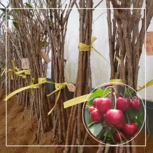 왜성 체리나무 묘목 10주묶음 러시아8호 / 라핀스 대목 강산16호 서울농원