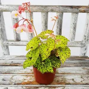 에덴플랜트 렉스 베고니아 sp10번 (지름 10Cm포트) 희귀 관엽 고급식물 포인트 인테리어