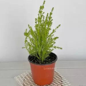 피톤치드 식물 외목대 싱그러운 데스크 율마 식물 화분 실내 인테리어 선물용 거실 개업 허브 관엽 선반