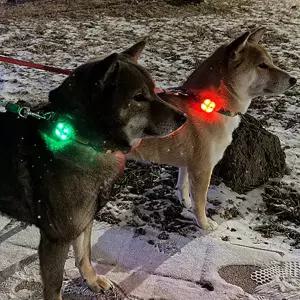 패리스독 피너츠 블링커 강아지 야광 라이트 LED 펜던트 충전형