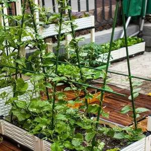 고추 텃밭관리 텃밭 파이프 지지대 화분 해외 포도