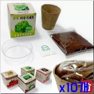 WL 상추 채소 상추 미니 재배 키우기세트 쌈채소모종 x10개