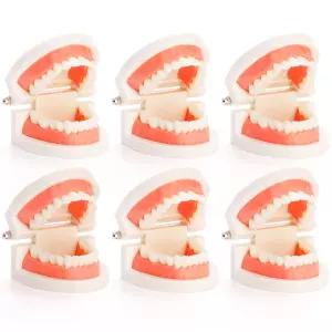 ZENFUN 6 팩 치과 치아 모델 연구용 시연 표준 플라스틱 입 교육용 가짜 의사 학생 클린 디스플레이