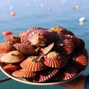 고성 통영 홍가리비 세척 1kg 5kg