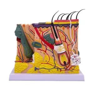 조직 모형 피부 단면 확대 모낭 두피모형 피부과 교구 실습용 해부학 화장품 교육용