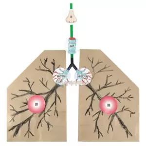 SA 호흡기관 모형 (Y자관＋종이봉투)(4인 세트)