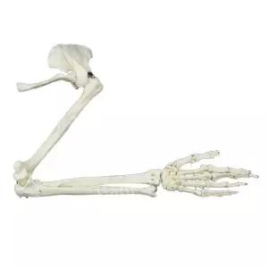 인체 모형 실습 발 구조 과학 다리 교보재 의학 병원 모델 피규어 교육 해부학 해부도 뼈