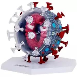 교육용 바이러스 구조 모형 수업 질병 신종 코로나 모델 4D 세균 교보재