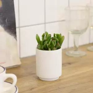 키우기 쉬운 플랜 테리어 도자기 화분 다육 식물 키트 다육이 미니 세트 반려 집에서