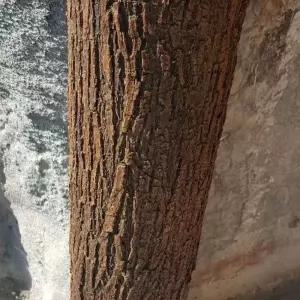 조경 기둥 가짜 나무껍질 인테리어 벽지 모형 벽지