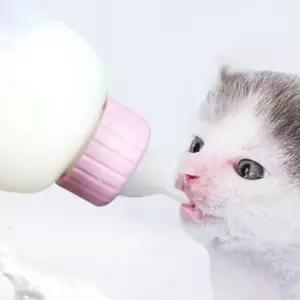 새끼 강아지 애기 고양이 우유병 젖병 세트 80-100ml 애완동물 접병세트 강아지젖병