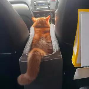 반려동물 차량용 안전 시트 고양이 소형견 앞뒤좌석 쿠션