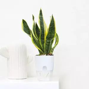 워터뷰 원형 자동급수 화분 미니 저면관수화분 빈화분