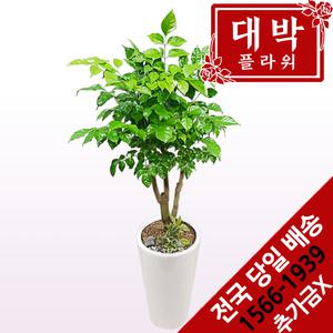 녹보수(대박나무) 개업화분 집들이선물 실내인테리어 관엽식물 축하선물 공기정화식물 전국꽃배달서비스