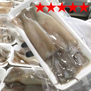 통오징어 생물 손질 한치 총알한치 모음