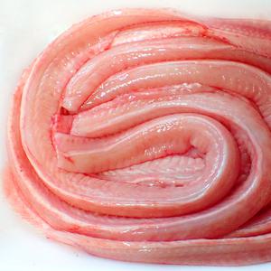 자연산 곰장어 500g 구이용 꼼장어 먹장어 손질 장어 장어덮밥 원물 1kg이상