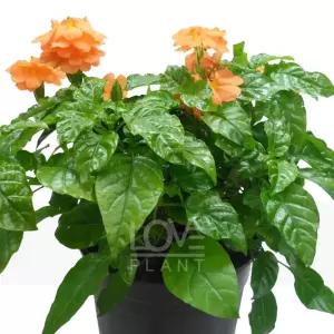 크로산드라(중품) 꽃 모종 키우기 야생화 화분 공기정화 식물 인테리어