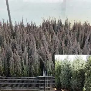 문그로우 묘목 (키40cm) 포트묘 상록수 향나무 모종