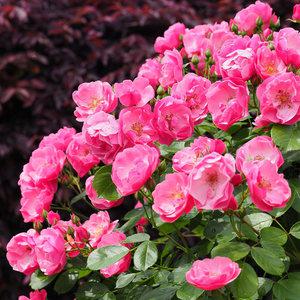 사계장미 줄장미 안젤라 개화주 묘목 나무 포트묘