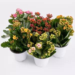 갑조네 칼란디바