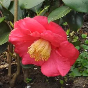 [충북농원] 동백 동백나무 묘목 - H0.2~H0.4/포트묘